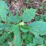 Impatiens parvifloraফুল