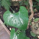 Aristolochia littoralis Blatt