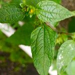 Eleutheranthera ruderalis Floare
