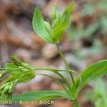 Hypericum majus Diğer