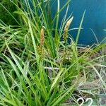 Carex pilulifera Flower