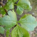 Clematis lasiantha Leaf