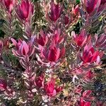 Leucadendron salignum ᱥᱟᱠᱟᱢ