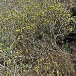 Salix sitchensis Habitus