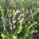 Erica erigena Floare