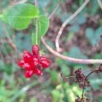 Lonicera periclymenumПлод