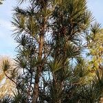 Sciadopitys verticillata Libunga