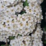 Spiraea × vanhouttei 花