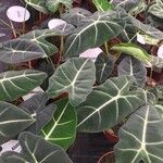 Alocasia micholitziana List