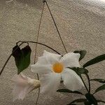 Mandevilla boliviensis Цветок