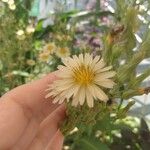 Lactuca indica Fleur