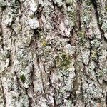 Liquidambar formosana Bark