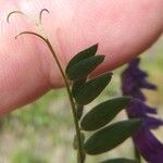 Vicia tenuifolia Leaf