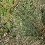 Festuca valesiaca Hábito