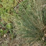 Festuca valesiaca অভ্যাস