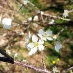 Prunus spinosa Flors