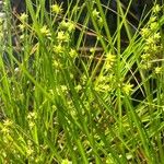 Carex radiata Floare