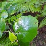 Pericallis appendiculata Leaf
