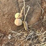 Adenia volkensii Casca