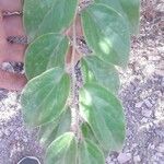 Celtis africana Blad