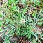 Scabiosa canescens Blatt