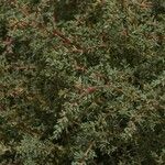 Salsola soda Hoja
