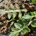 Rorippa islandica Leaf