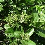 Premna serratifolia Fruit