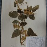 Clematis buchananiana Altres