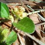 Acanthospermum australe Blüte