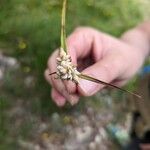 Carex baldensis Flower