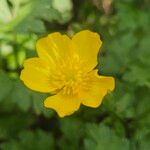 Ranunculus lanuginosus Λουλούδι