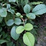 Rubus ellipticus Blatt