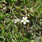 Sagina glabra Flor