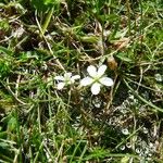 Sagina glabra Flower