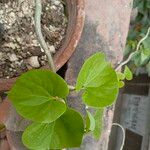 Tinospora cordifolia 葉