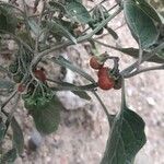 Solanum villosum Frukt