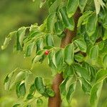 Breynia vitis-idaea Drugo