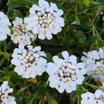 Iberis semperflorens Çiçek