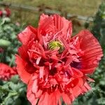 Papaver somniferumΛουλούδι