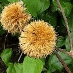 Carlina acanthifolia Vrucht