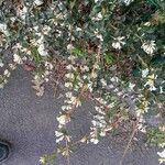 Osmanthus delavayi Levél
