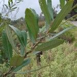 Salix lasiolepis Leaf