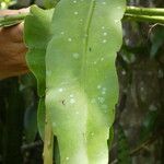 Selenicereus grandiflorus Leaf