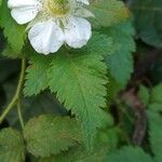 Rubus rosifolius ഇല