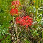 Lycoris radiata Flor