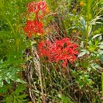 Lycoris radiata 花