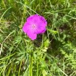 Geranium sanguineumLorea