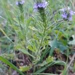 Verbena bracteata Blüte