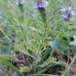 Verbena bracteata 花